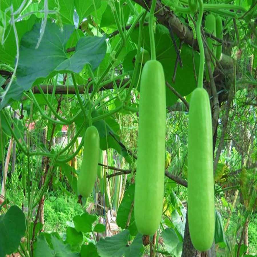 Buy Hydroponic Bottle Gourd Online Inhydrogreens